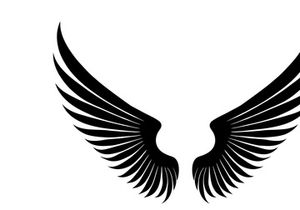 black bird wing logo vector