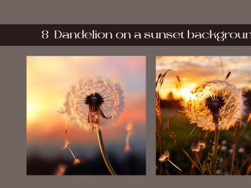 Dandelion on a sunset background preview picture