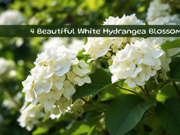 Beautiful White Hydrangea Blossoms preview picture