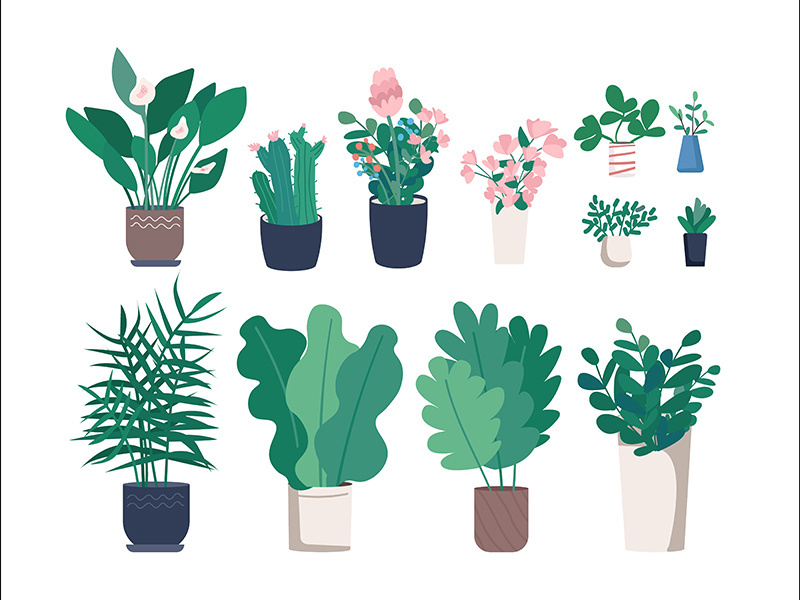 Different houseplants flat color vector objects set