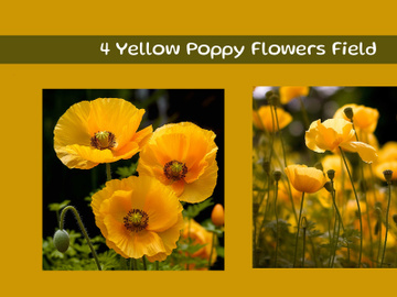 Yellow Poppy Flowers Field preview picture
