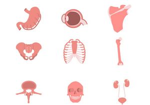 23 Human Anatomy Icons