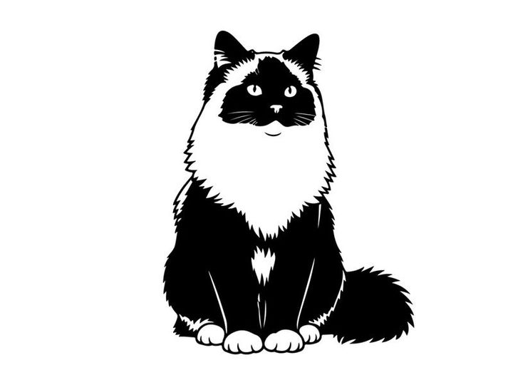 Silhouette of a black and white cat sitting down