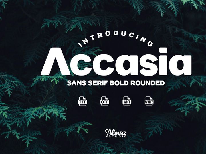 Accasia
