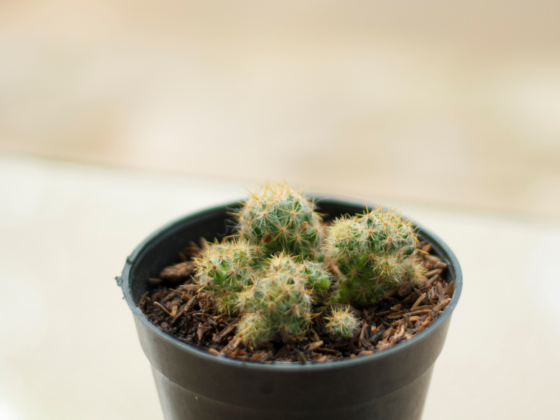 Cactus plant in a pot