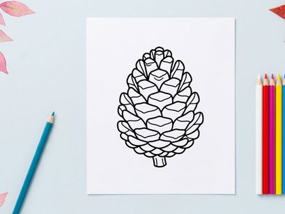 Close-up of a pine cone on white background. Natural botanical detail for nature and outdoor themes.