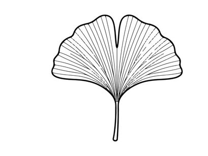 Ilustração Elegante de Folha de Ginkgo para Design de Natureza e Botânico. Desenho botânico artístico que apresenta estrutura detalhada da folha.