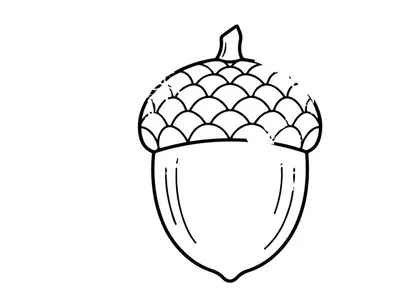 Close-up of an acorn on a white background. Natural nut with textured cap, detailed macro shot.