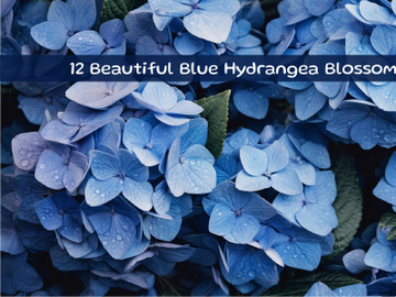 Beautiful Blue Hydrangea Blossoms preview picture