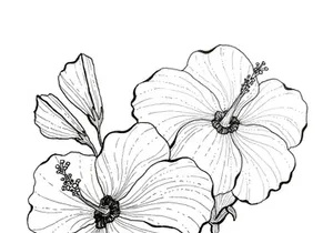 Florals | Free Hand Drawings
