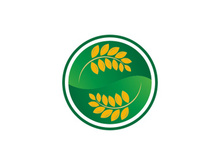 Agriculture wheat rice icon illustration