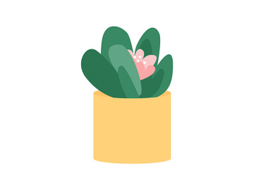 Indoor flower plant succulent semi flat color vector object preview picture
