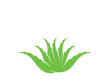 Aloe Vera logo icon design symbol beauty skin care