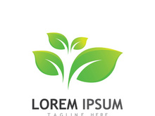 Natural green leaf logo design.