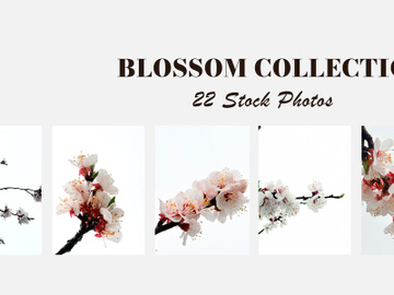spring blossom stock photos capturing the beauty of nature in full bloom preview picture