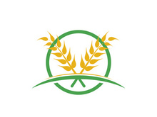 Agriculture wheat vector