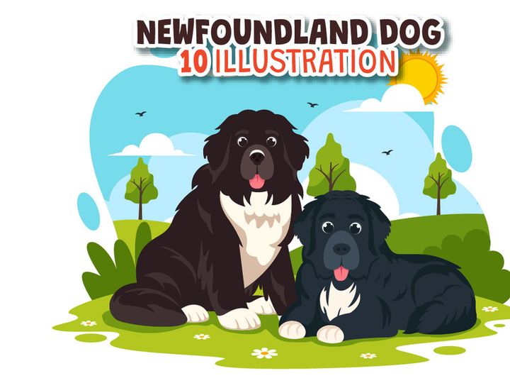 10 Newfoundland Dog Illustration