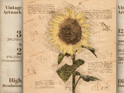 Sunflower in Vintage Steampunk Da Vinci Drawing Style