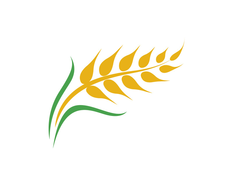 Agriculture wheat vector