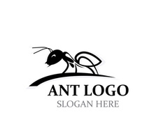 Ant logo design silhouette. Isolated animal ants on background design template vector