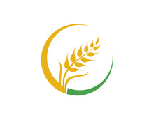 Agriculture wheat vector