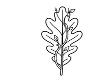 Minimalist line art of a leaf. Elegant botanical illustration for design projects.