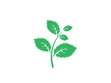 Mint Leaf icon template  illustration