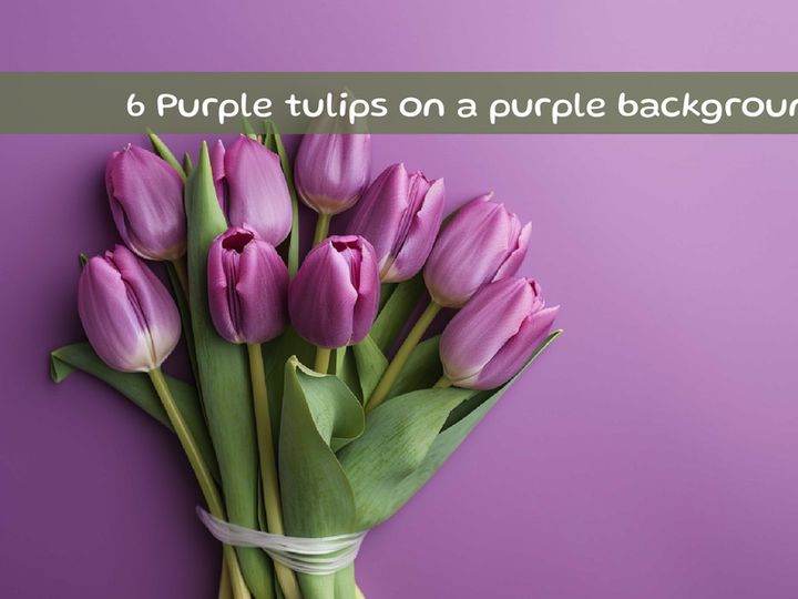 Purple tulips on a purple background