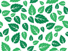 Mint Leaf icon template  illustration