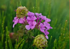 Purple Blooms in the Wild