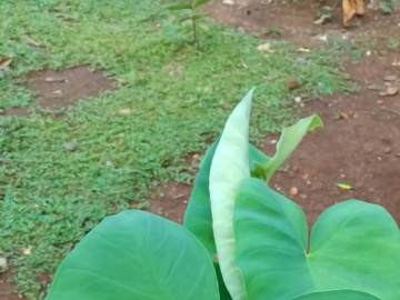 Green taro leaves preview picture