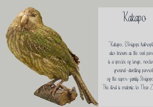 Kakapo - Handwritten Font