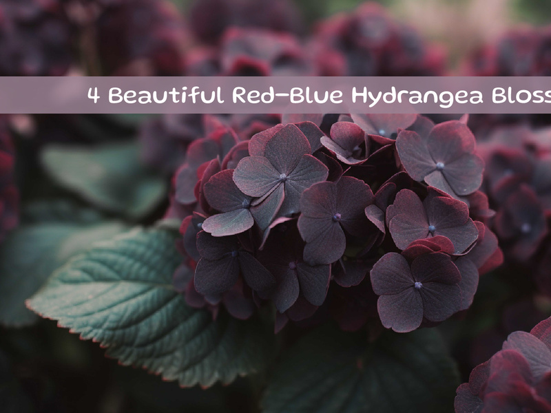 Beautiful Red blue Hydrangea Blossoms