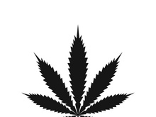 Mariuhana leaf symbol, marijuana or hemp icon, cannabis medical sign, weed drug vector illustration