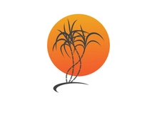 Sugarcane logo vectcr