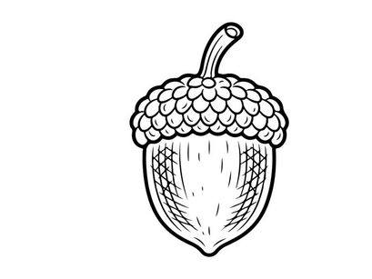 Close-up of a detailed hand-drawn acorn illustration. Artistic botanical sketch for nature-themed projects.
