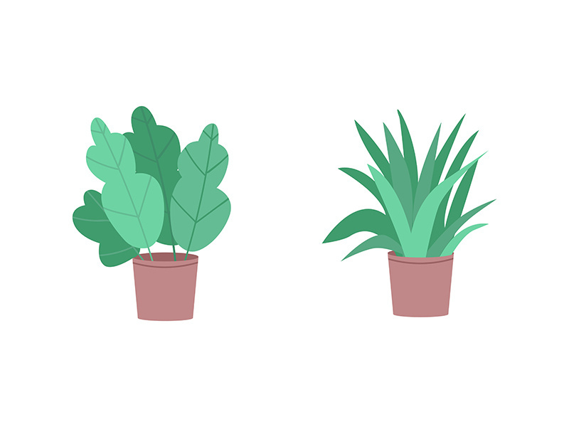 Tropical houseplants flat color vector object set