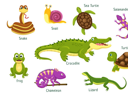 10 Set of Animal Reptile Illustration