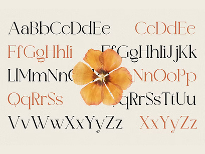 Valooron Typeface Font