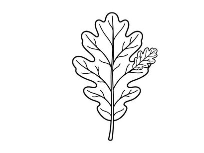 Close-up of a detailed oak leaf. Natural botanical illustration for eco or nature themes.