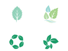 Mint Leaf icon template illustration