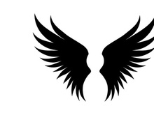 black bird wing logo vector