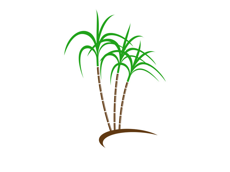 Sugarcane logo vectcr