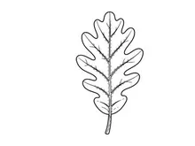 Close-up of an oak leaf with detailed vein structure. Natural botanical element for eco, nature, or environmental themes.