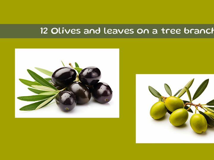 Olives and leaves on a tree branch