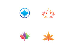 Maple leaf vector illustration design template