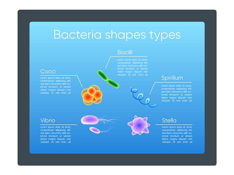 Bacteria shapes types flat color vector informational infographic template