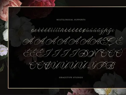 Wistallion | Classic Calligraphy