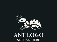Ant logo design silhouette. Isolated animal ants on background design template vector Ant logo design silhouette. Isolated animal ants on background design template vector