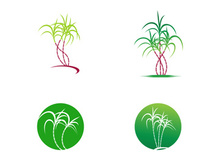 Sugarcane logo vectcr